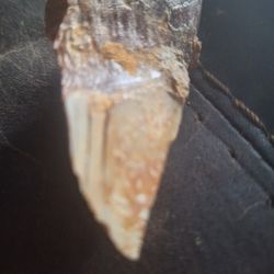 Fossil Tiger SHARK Tooth
