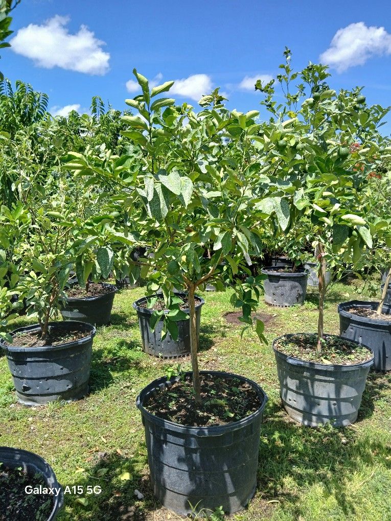 Large Grafted Citric Fruit Trees On Sale $200