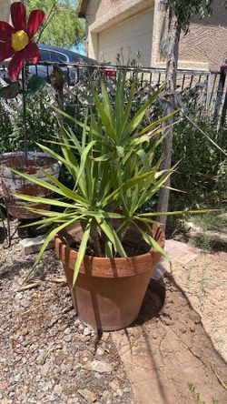 Yucca plant