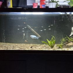 125G Fish Tank