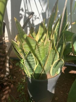 Tongue plant