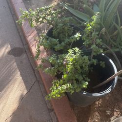 Elephant Food Plants $30 Each