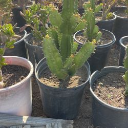 Euphorbia Cactus 