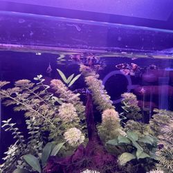 Aquarium Plants 