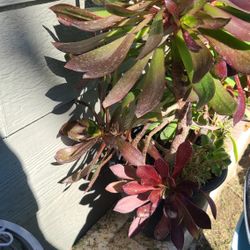 Purple Aeonium Plant