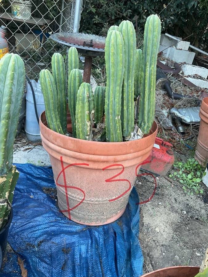 San Pedro Cactus ( Pots with roots, cuttings, and Plants)