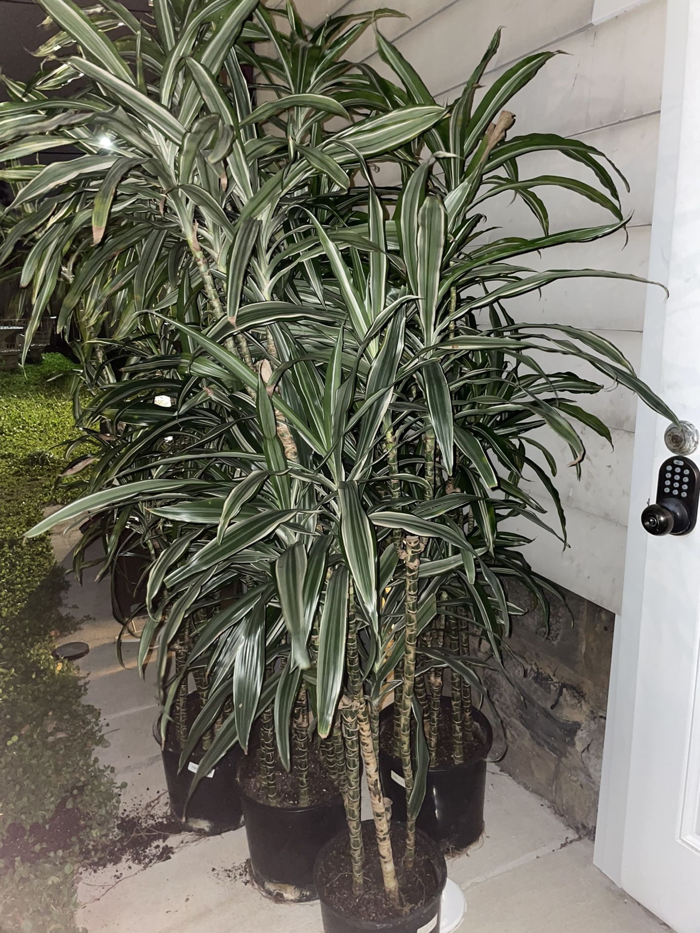 Tall White Bird Dracaena Houseplants Plants Foliage 6’-7’ Tall 5-6 Plants Per Pot