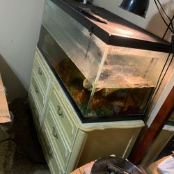 Turtle, Tank, Dresser