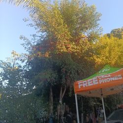 Wild Berries Fpr Series Free