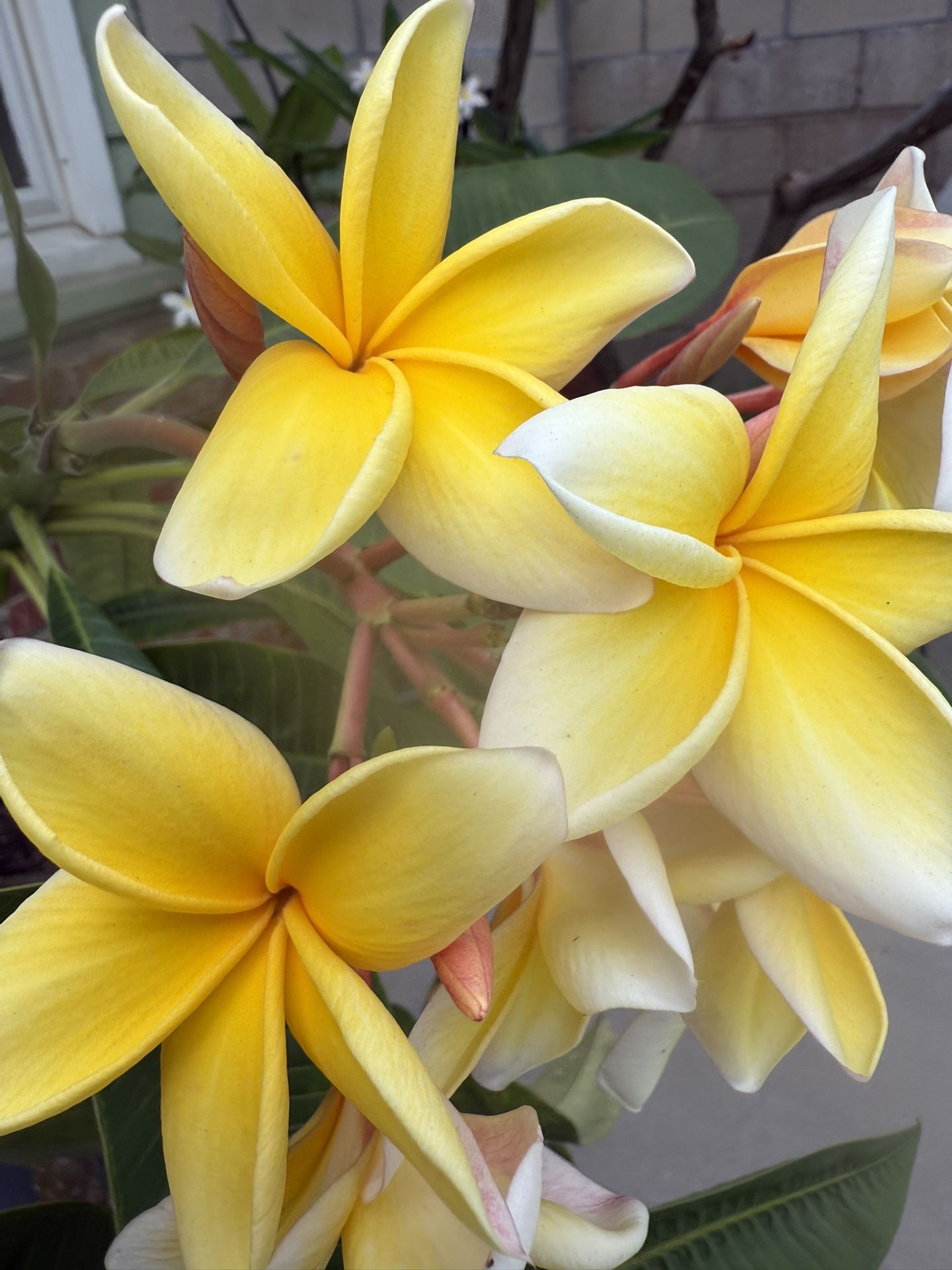 Plumeria