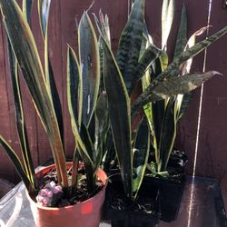 Plants
