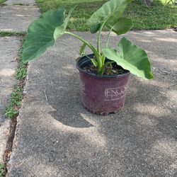 Elephant ear plant -5$