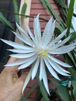 Cactus orquídea blanco