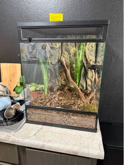Crested Gecko