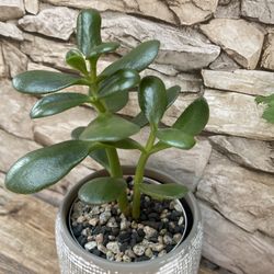 Jade House Plant In Textured Cement Pot 4"H.