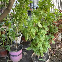 Basil Plant $10