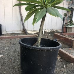 Plumeria