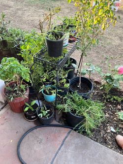 Garden Walk Path Plants
