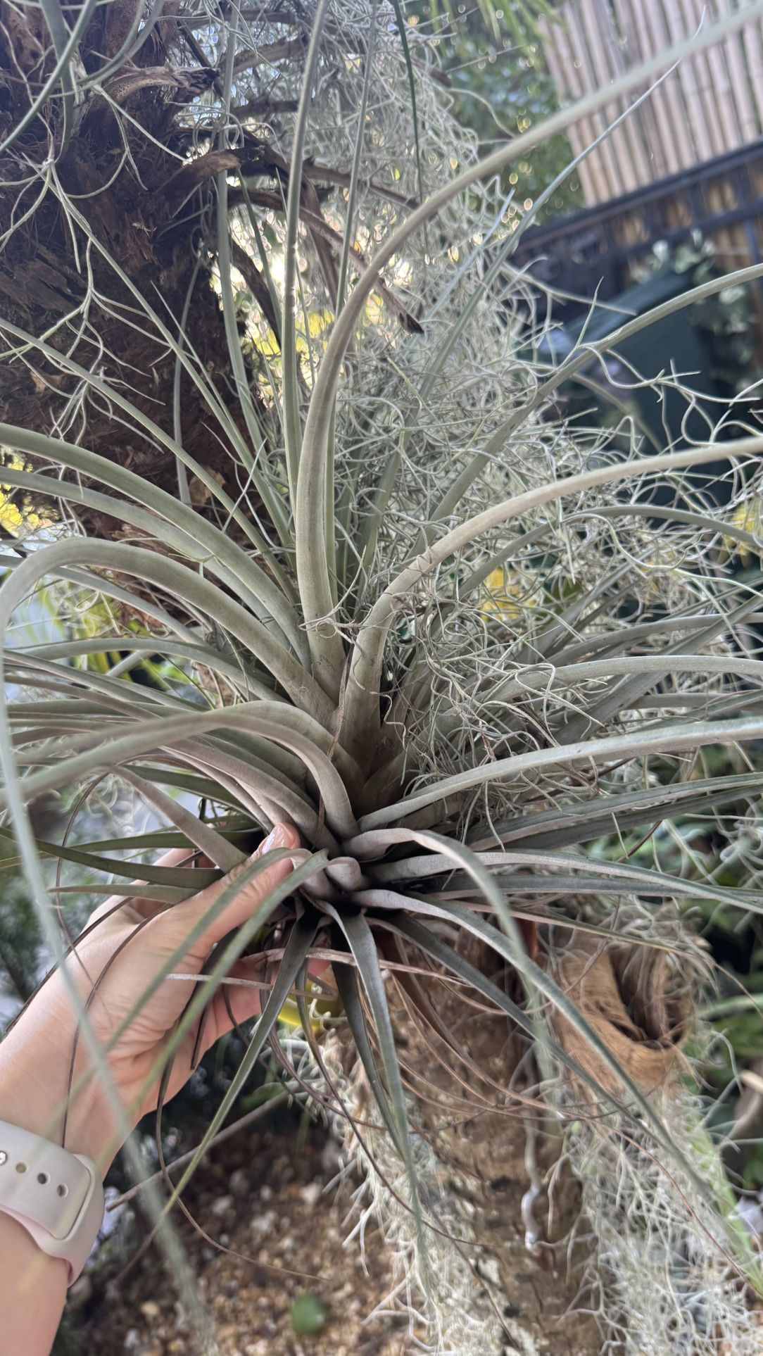Large Air plant 