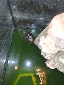 Snapping turtles