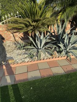 Maguey