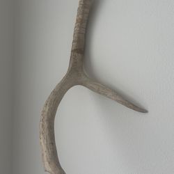 Elk Antler 