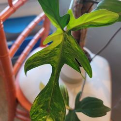 Florida Beauty Variegated- Over 2 Ft Tall With Moss Pole