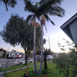 Palm Trees