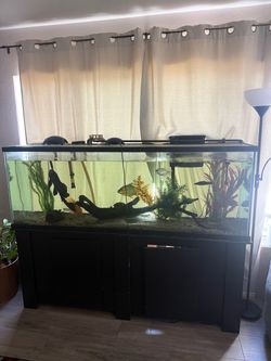 135 Gallon Fish Tank
