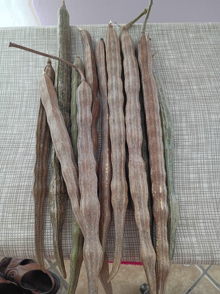 Moringa Health Plant This Fruit Pad To Grow Several Different Way