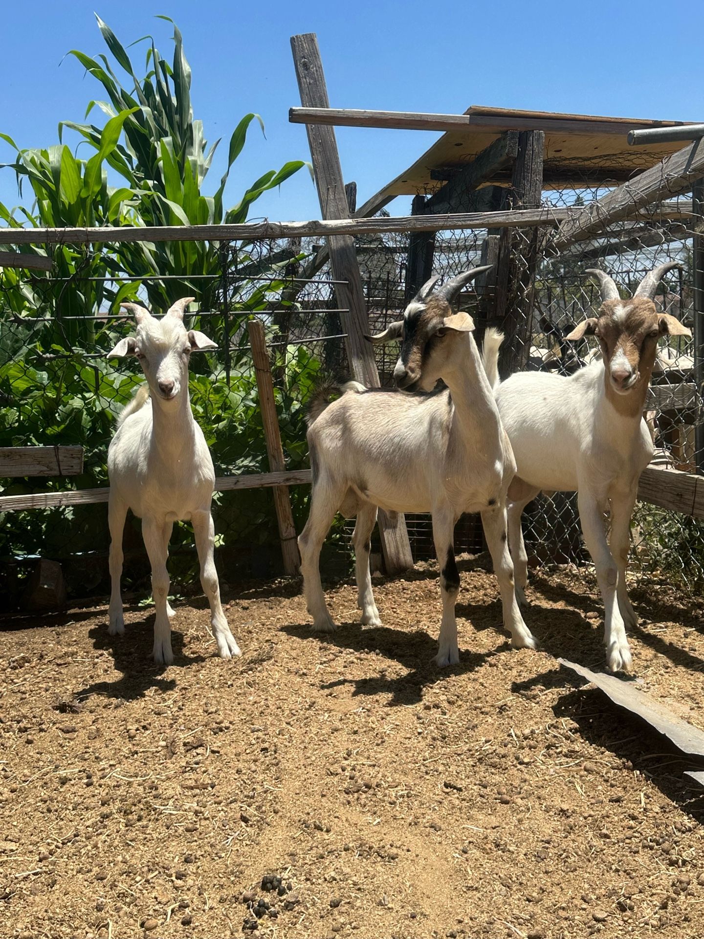 Milpa Para Chivos
