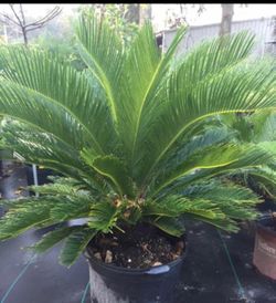 Sago Palms