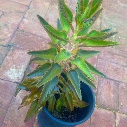 Mother Of Thousands Plant