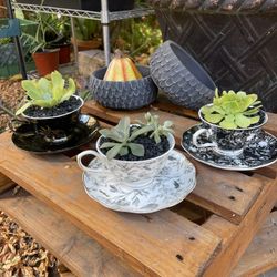Halloween Teacup Succulent Planters 