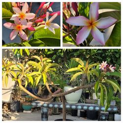 Plumeria pink powder pink bright yellow center fragrant