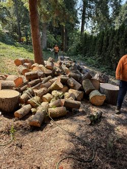 Free Firewood! Fir, Maple and Cedar!