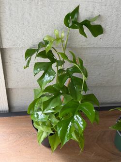 Rhaphidophora Tetrasperma monstera mini
