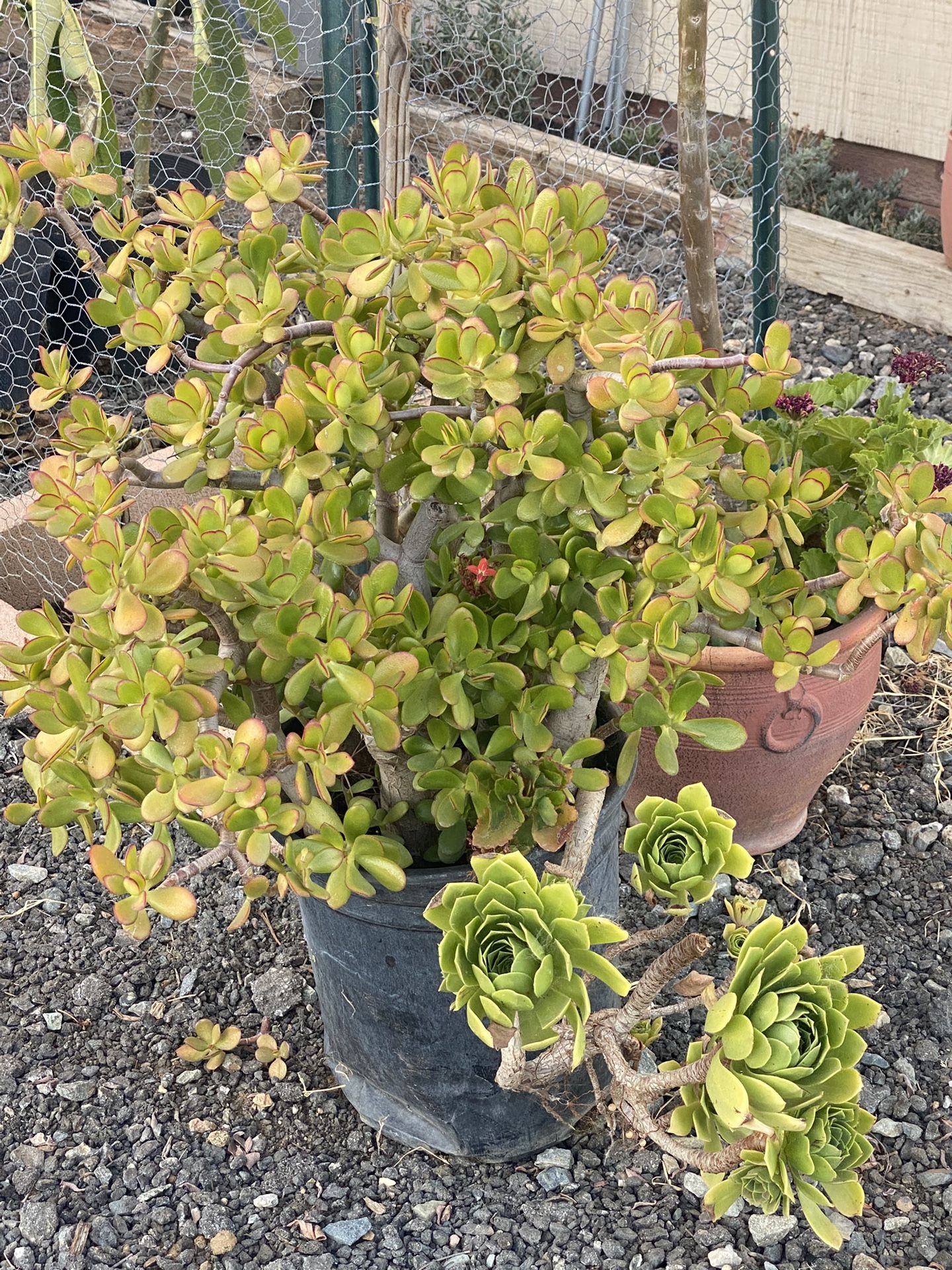 Succulent