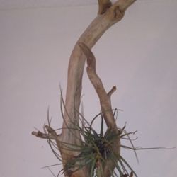 Driftwood with air Plant