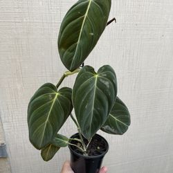 4 Philodendron Melano