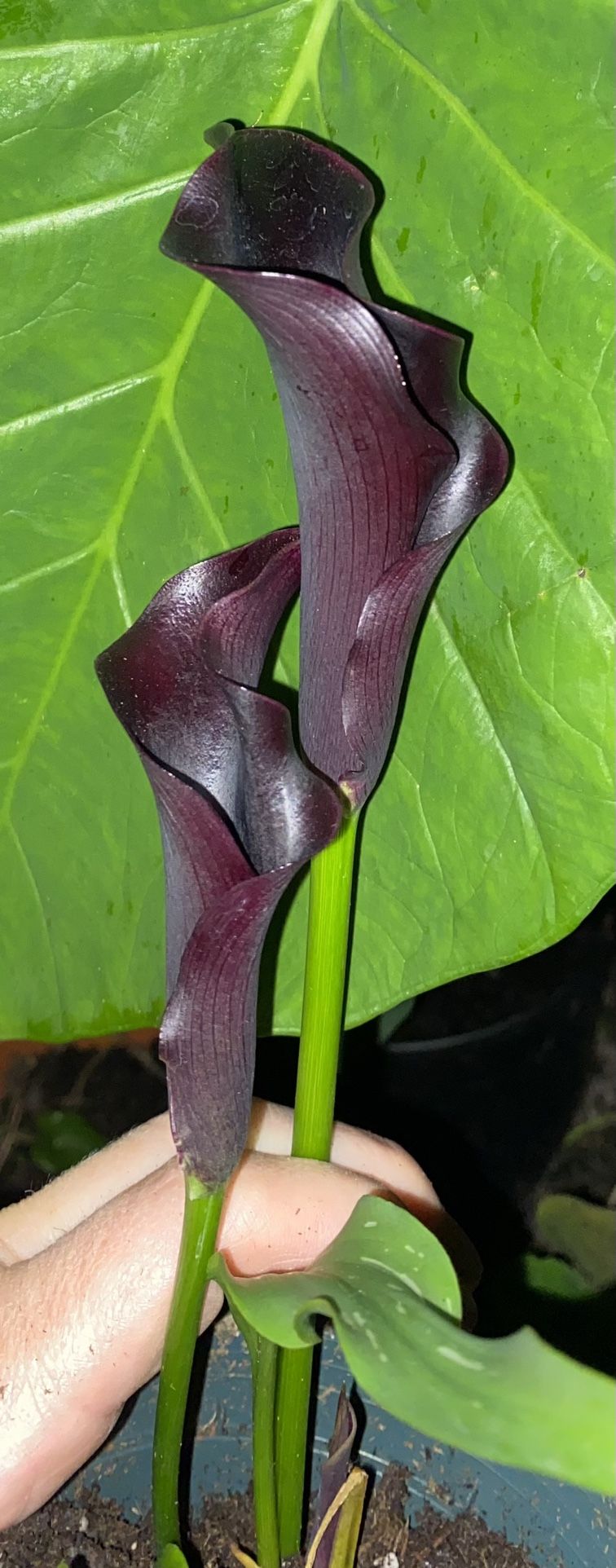 Black Calla Lillies. Pick Up In Eastover.