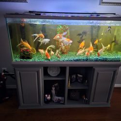100 GALLON FISH TANK
