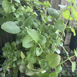 Orégano Orejón poleo 