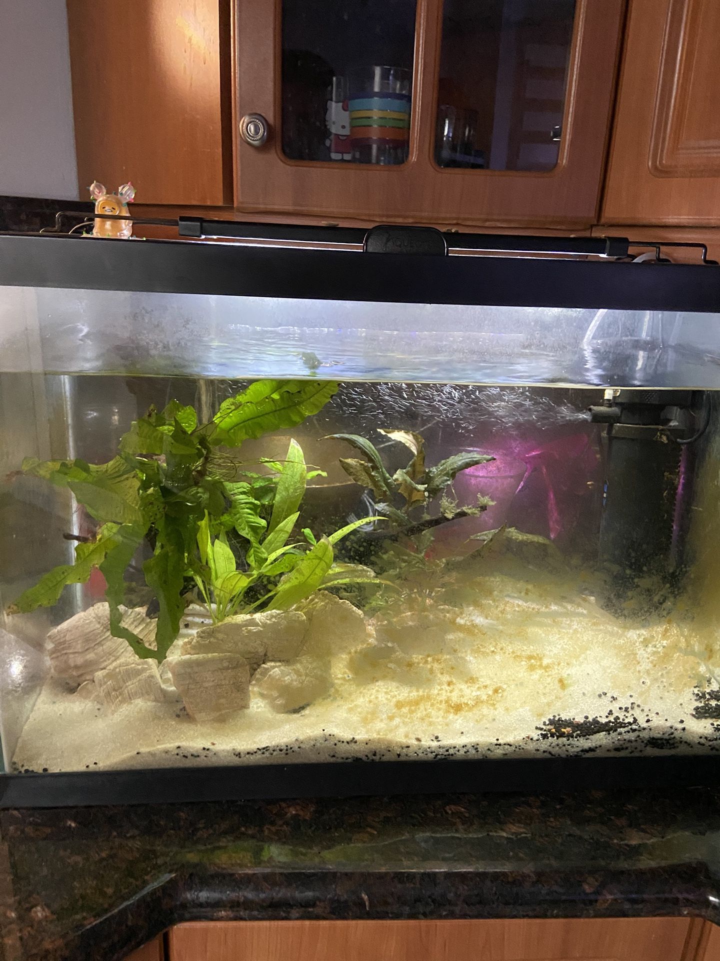 20 Gallon Tall Fish Tank Aquarium