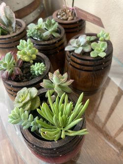 Mini Barrel Planters Read Description For Size!