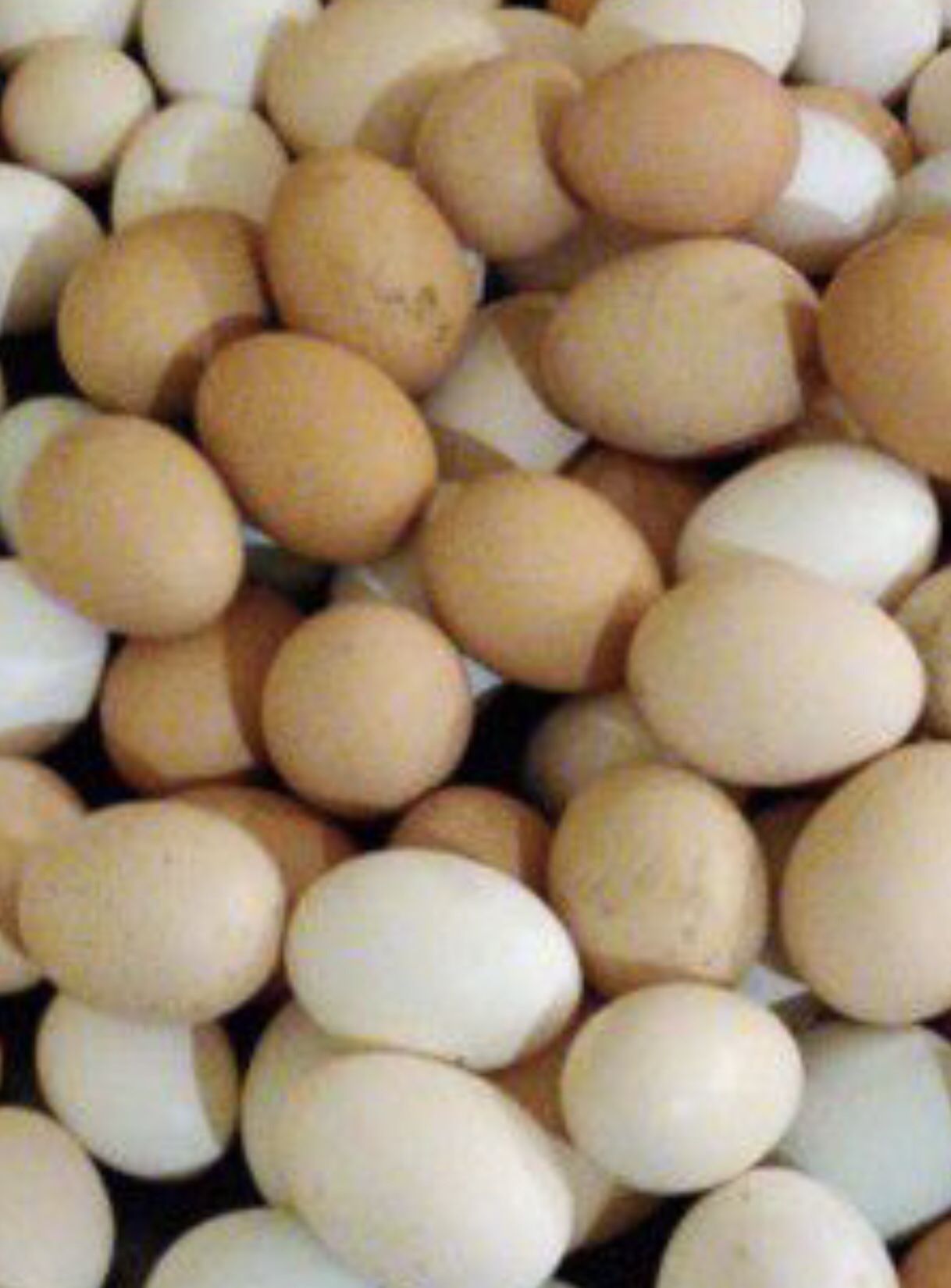 Fresh Eggs