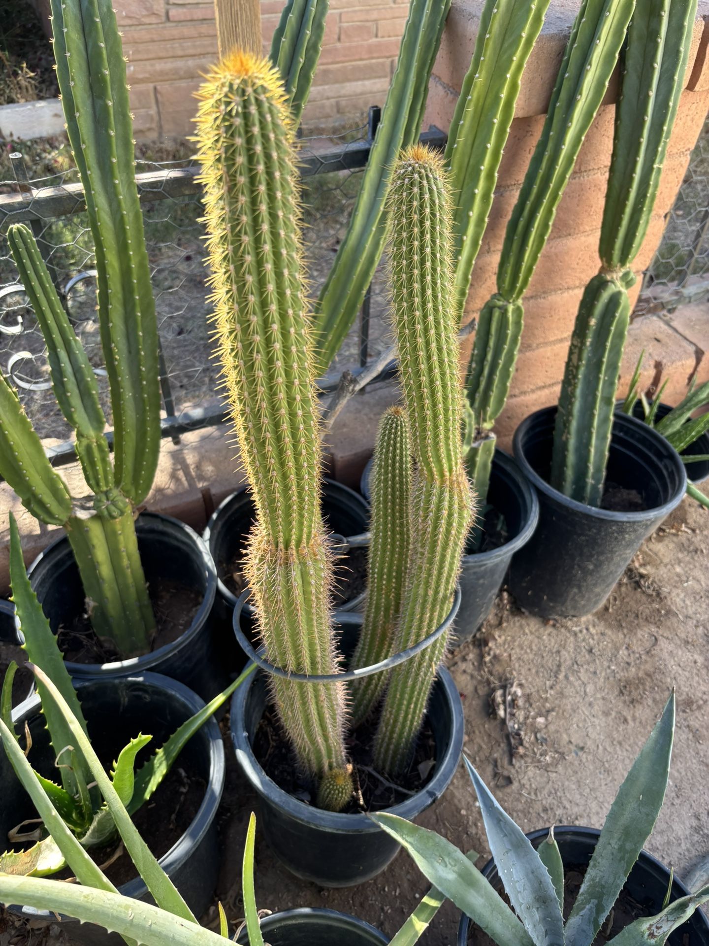 Antorcha Cactus $80 Each