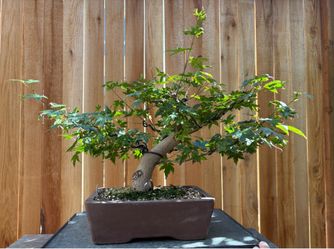 Japanese maple bonsai