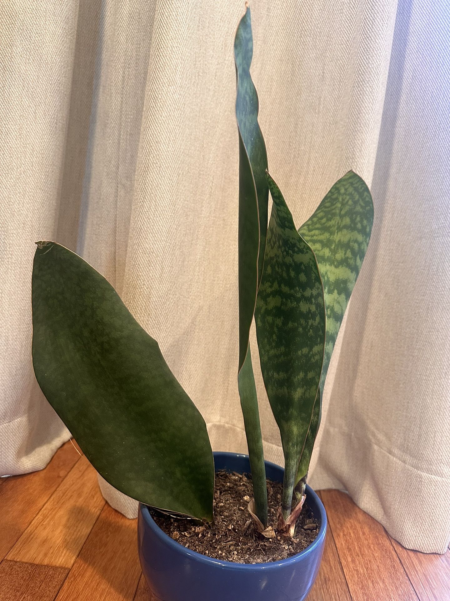 Large Live Sansevieria Masoniana, Whale Fin Plant For Sale
