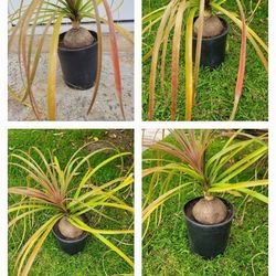 AIR PURIFY ELEPHANT FOOT 🌴 OR PONYTAIL Palm SUPER ROUND FOOT  PIC Example Blooming Muave